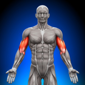 Anatomie eines männlichen Oberkörpers mit Bizeps farblich hervorgehoben