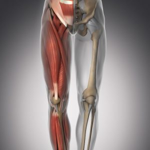 Quadrizeps Anatomie am Skelett