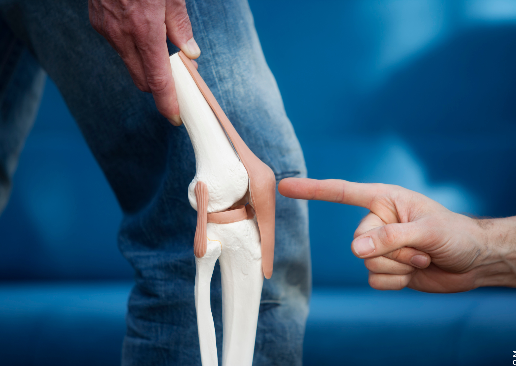 Patellasehne: Anatomie, Funktion, Verletzungen und Behandlungen